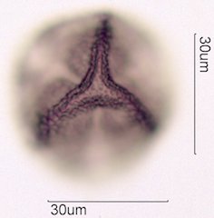 Noni Pollen