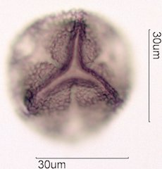 Noni Pollen
