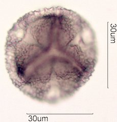 Noni Pollen