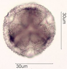 Noni Pollen