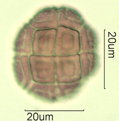 Acacia Pollen