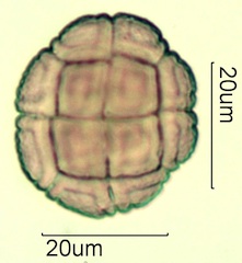 Acacia Pollen