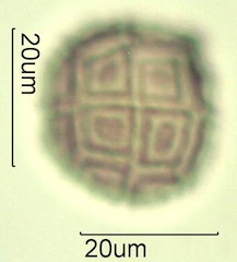 Acacia Pollen