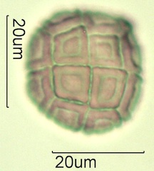 Acacia Pollen