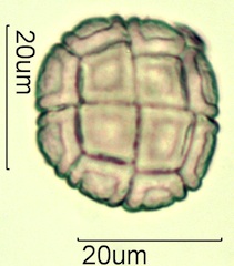 Acacia Pollen