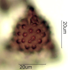 Asteraceae Pollen