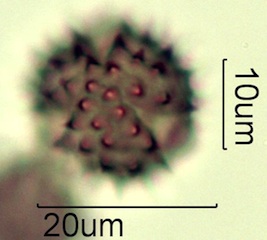 Asteraceae Pollen
