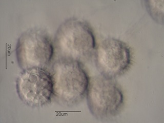 Balsamroot Pollen