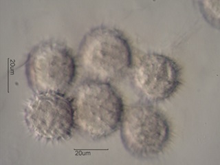 Balsamroot Pollen