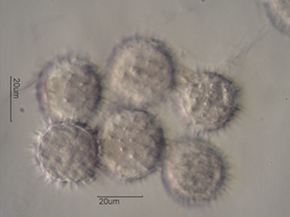 Balsamroot Pollen