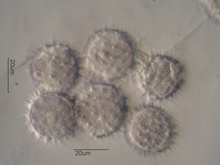Balsamroot Pollen