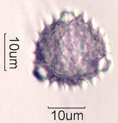 Brittlebush (Encelia farinosa) Pollen