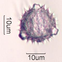 Brittlebush (Encelia farinosa) Pollen