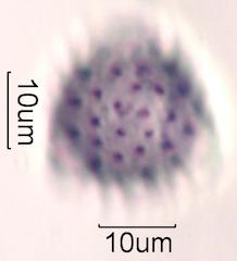 Brittlebush (Encelia farinosa) Pollen