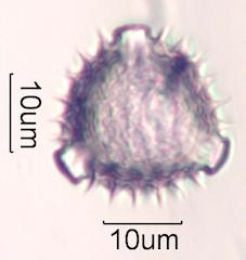 Brittlebush (Encelia farinosa) Pollen