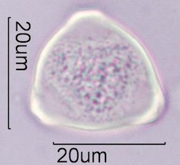 Hazelnut (Corylus sp.) Pollen
