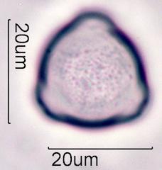 Hazelnut (Corylus sp.) Pollen