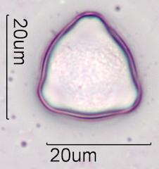 Hazelnut (Corylus sp.) Pollen