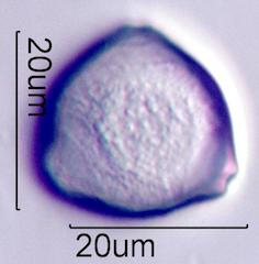 Hazelnut (Corylus sp.) Pollen