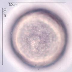 Crocus Pollen