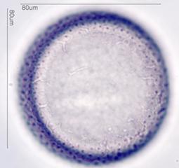 Crocus Pollen