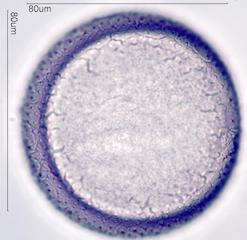 Crocus Pollen