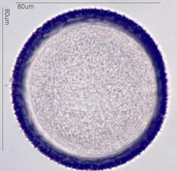 Crocus Pollen