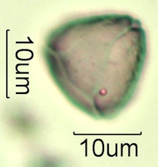 Myrtaceae (Blue Gum Eucalyptus) Pollen Under the Microscope