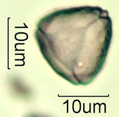 Myrtaceae (Blue Gum Eucalyptus) Pollen Under the Microscope