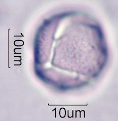 Foxglove (Digitalis purpurea) Pollen