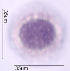 Desert Globemallow (Sphaeralcea ambigua) Pollen