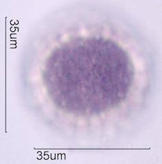 Desert Globemallow (Sphaeralcea ambigua) Pollen
