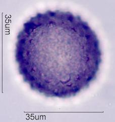 Desert Globemallow (Sphaeralcea ambigua) Pollen