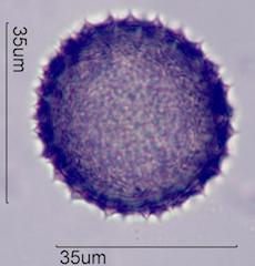 Desert Globemallow (Sphaeralcea ambigua) Pollen