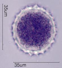 Desert Globemallow (Sphaeralcea ambigua) Pollen