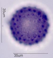 Desert Globemallow (Sphaeralcea ambigua) Pollen