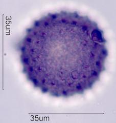 Desert Globemallow (Sphaeralcea ambigua) Pollen