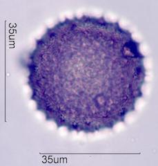 Desert Globemallow (Sphaeralcea ambigua) Pollen