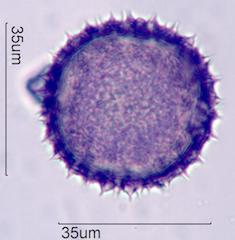 Desert Globemallow (Sphaeralcea ambigua) Pollen