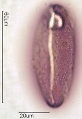 Snow Lily Pollen