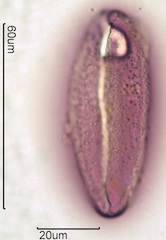 Snow Lily Pollen