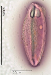 Snow Lily Pollen