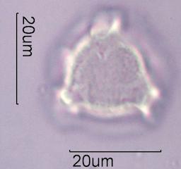 Lupine (Lupinus sp.) Pollen