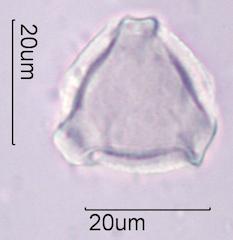 Lupine (Lupinus sp.) Pollen