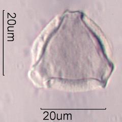 Lupine (Lupinus sp.) Pollen