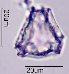 Lupine (Lupinus sp.) Pollen