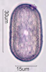 Mexican Honeysuckle (Justicia spicigera) Pollen