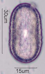 Mexican Honeysuckle (Justicia spicigera) Pollen
