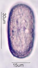 Mexican Honeysuckle (Justicia spicigera) Pollen