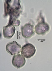 Washington State Honey Pollen Under the Microscope